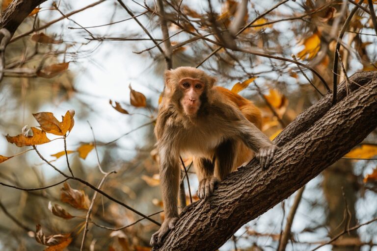 about kiolopobgofit supplement