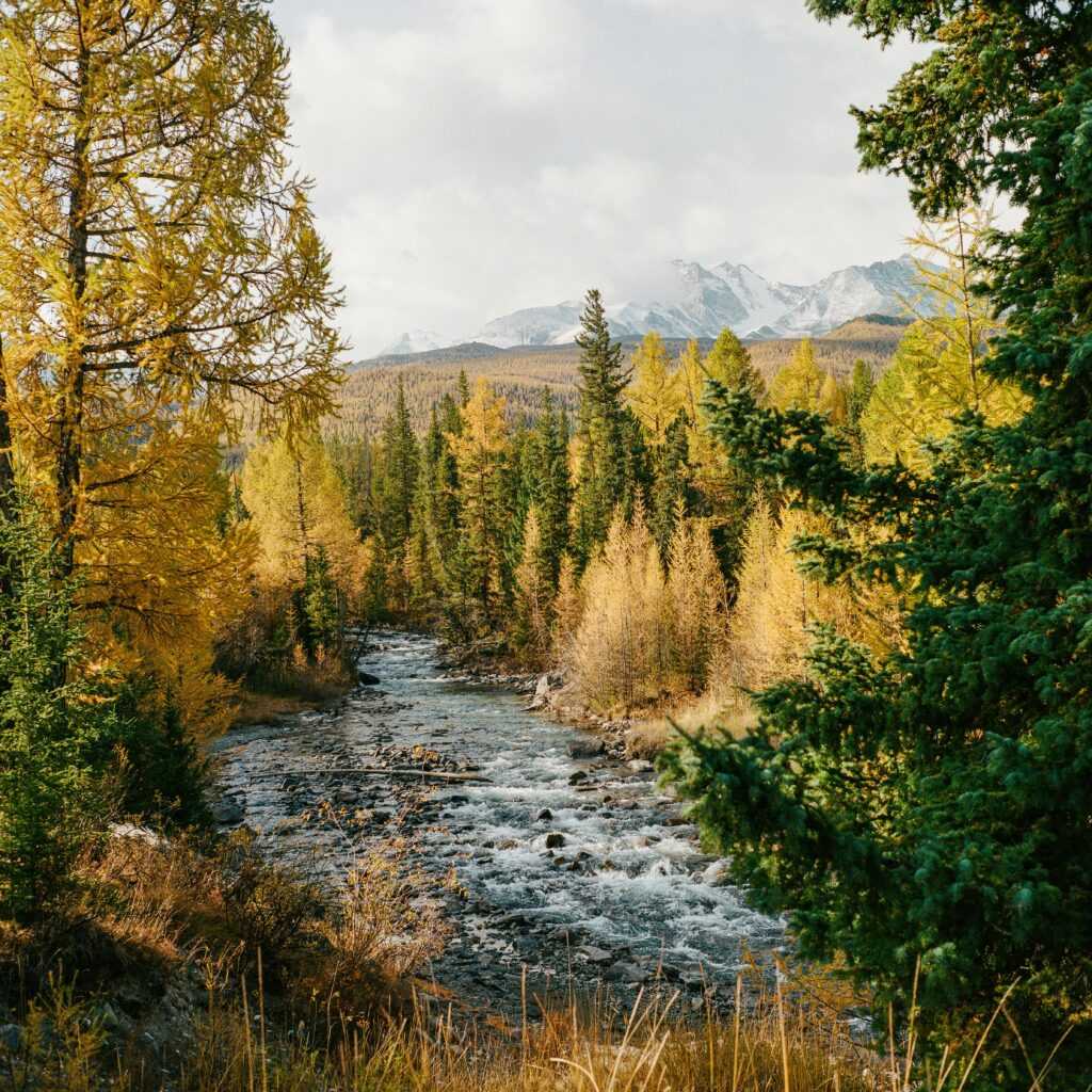 A tranquil river flowing through a vibrant autumn forest landscape in the Altai Republic, Russia.