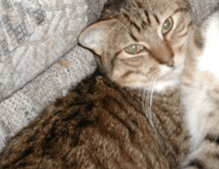 colour in food s-40533e1(exw)