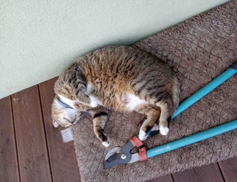 is game greensurvive2004 better on pc