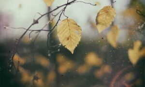 map guide ttweakmaps