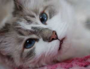 map guides ttweakmaps