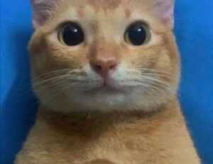 map guides ttweakmaps