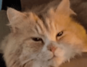 map guides ttweakmaps