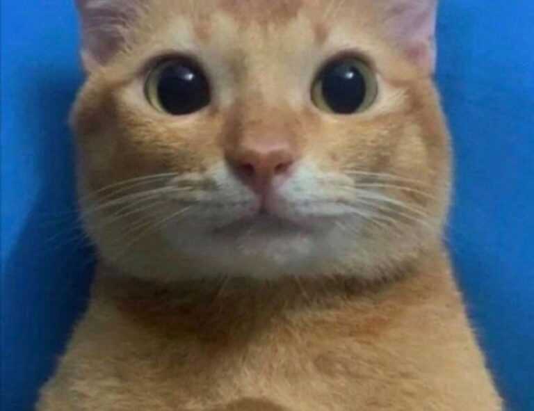 map guides ttweakmaps