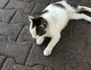 the map guide ttweakmaps